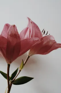 白色纯洁百合摄影素材 白色纯洁百合摄影素材