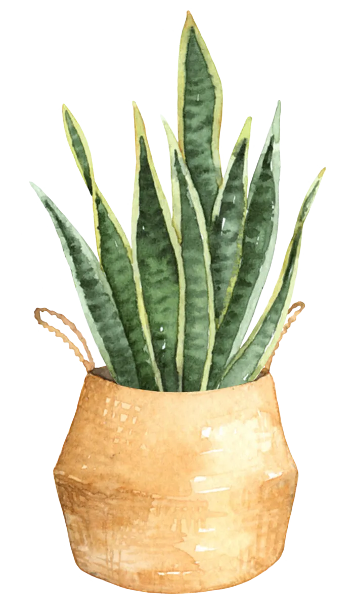 花草植物免扣植物水彩插画设计素材