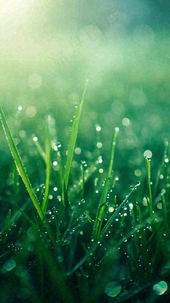 春天草地雨水雨露露珠绿草清新，谷雨雨水惊蛰白露摄影图(816x1456)