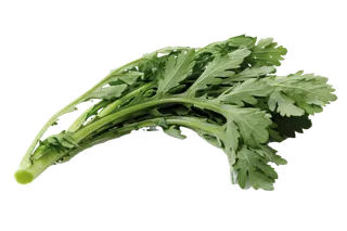 茼蒿 (2)超市商品白底图免抠实物摄影png格式图片透明底