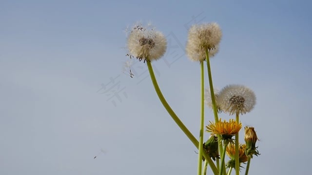 蒲公英, 种子的形成, 诗阿门, 种子, 春天, 尖花