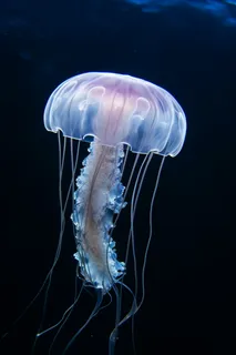 海洋里的发光水母摄影图 