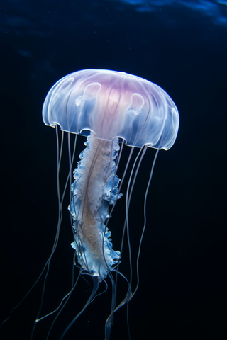 海洋里的发光水母摄影图 