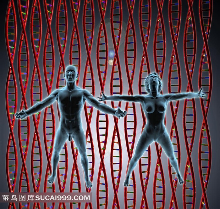 男人女人器官素材