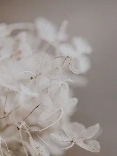 白色花草图片素材