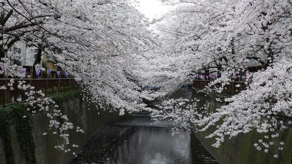樱花盛开摄影图 樱花盛开摄影图