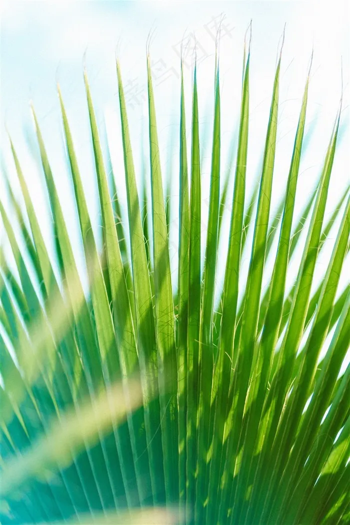 高清绿叶摄影壁纸