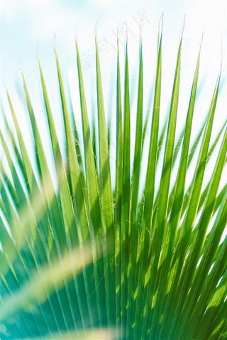 高清绿叶摄影壁纸