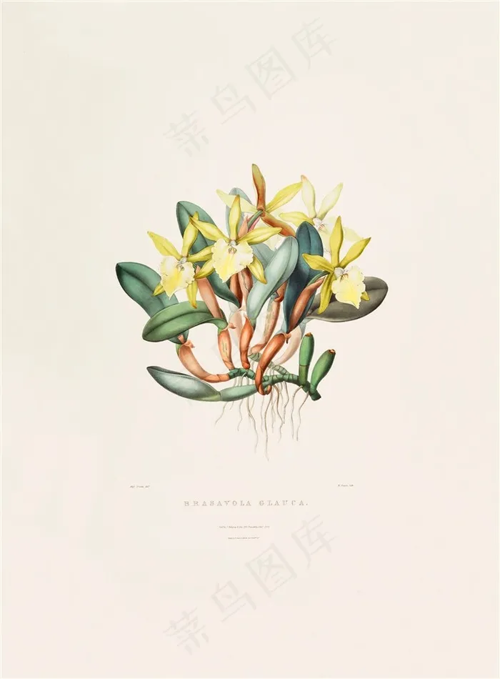 黄色兰花彩绘插画图片