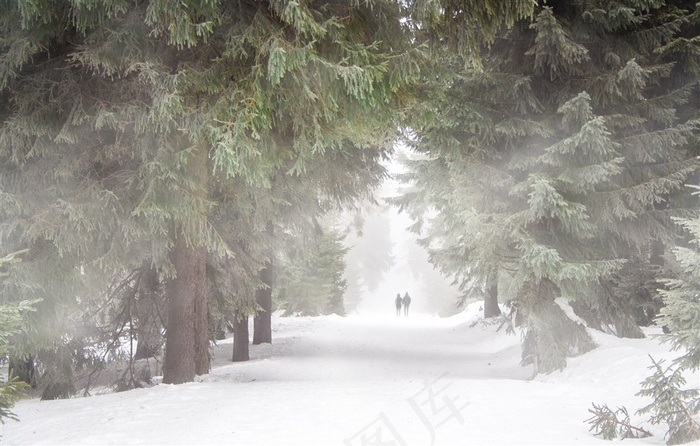 冬日雪地里挺拔的松林风景图片