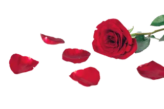 鲜花玫瑰免扣素材