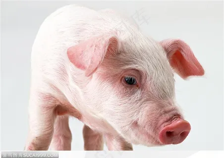 动物表情-可爱小猪头部特写