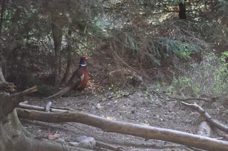 鸡母鸡走地鸡散养鸡鸡肉农村牧场