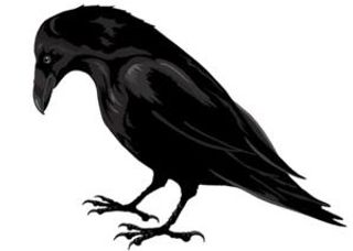 乌鸦 PNG免抠