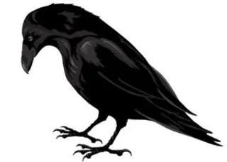 乌鸦 PNG免抠
