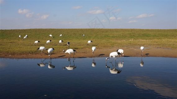 丹顶鹤图片摄影