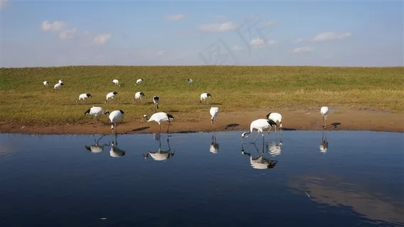丹顶鹤图片摄影