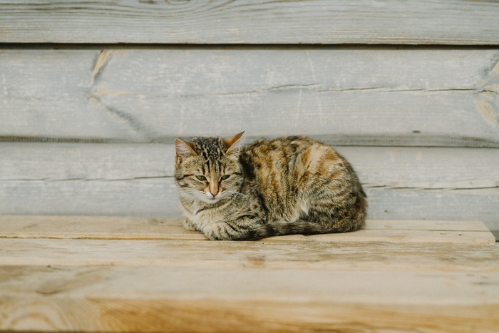 可爱猫咪猫猫摄影素材