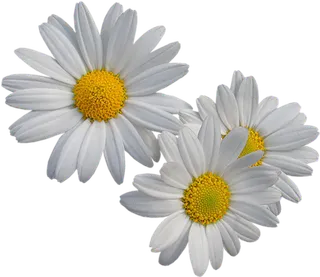 雏菊芳草花朵素材简笔谷雨