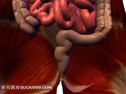 人体肠胃透视图素材