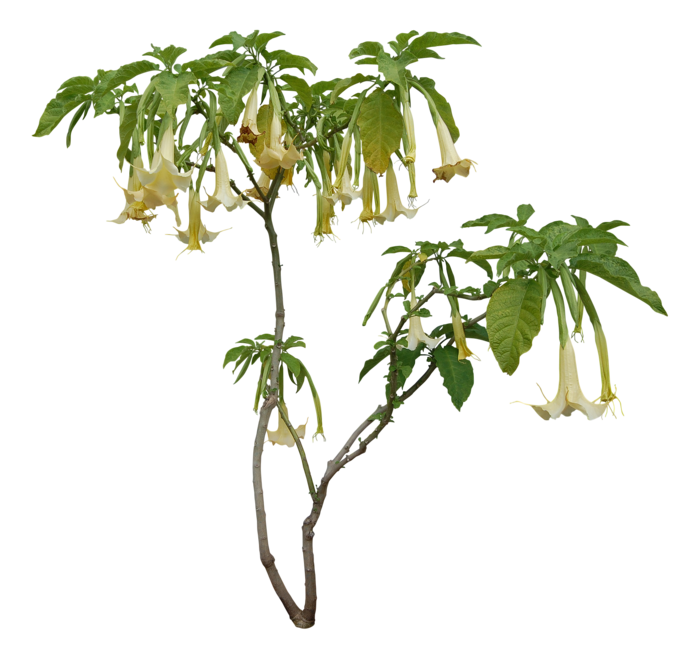 高清树木素材 免抠PSD植物素材 美术绘画园林贴图 树草灌木花草