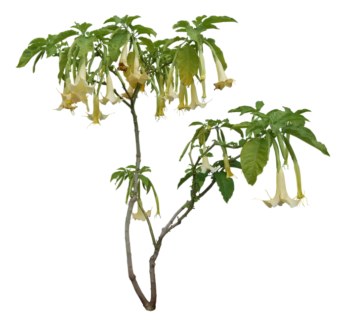 高清树木素材 免抠PSD植物素材 美术绘画园林贴图 树草灌木花草