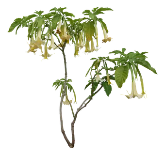 高清树木素材 免抠PSD植物素材 美术绘画园林贴图 树草灌木花草