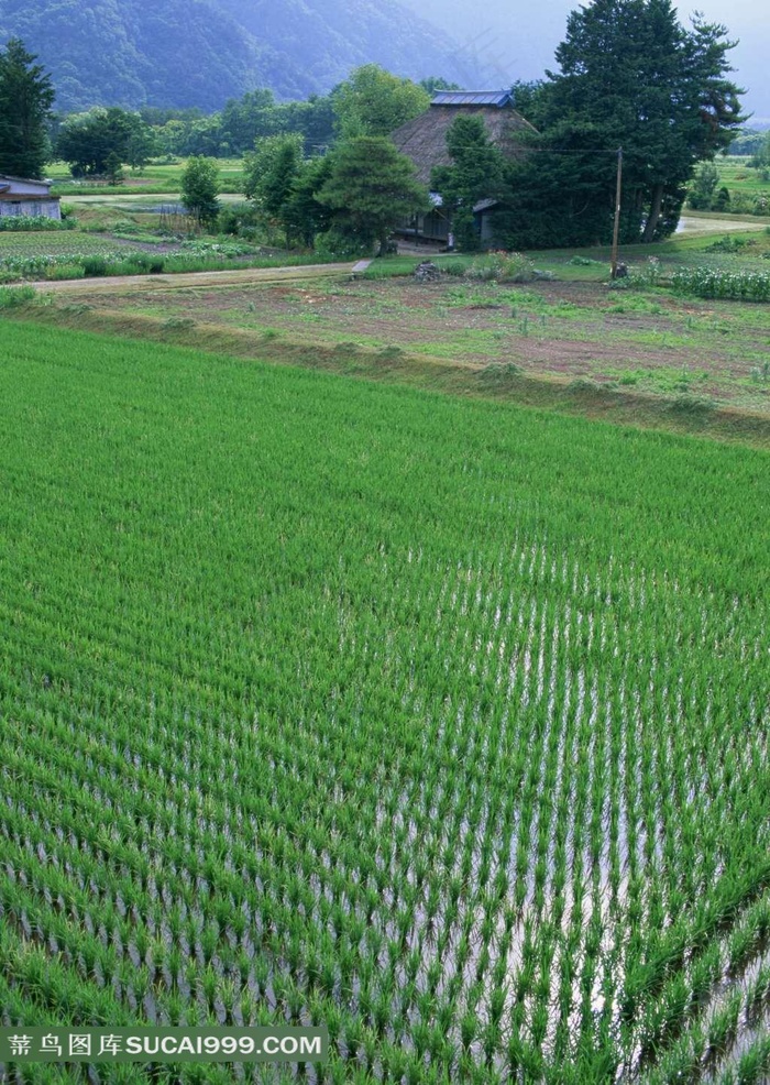 陆地旷野绿苗草地