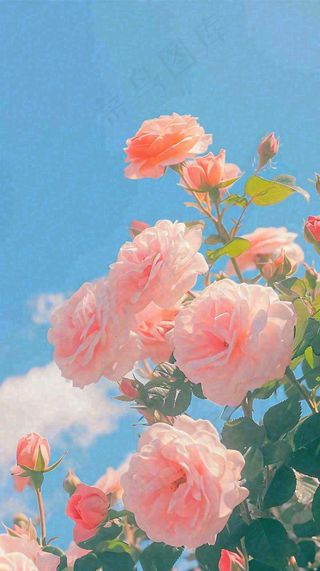 春天蓝天白云阳光下的浪漫粉色玫瑰枝叶绿叶