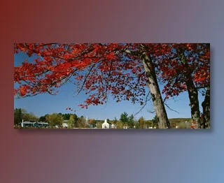 火红的枫树枝图片