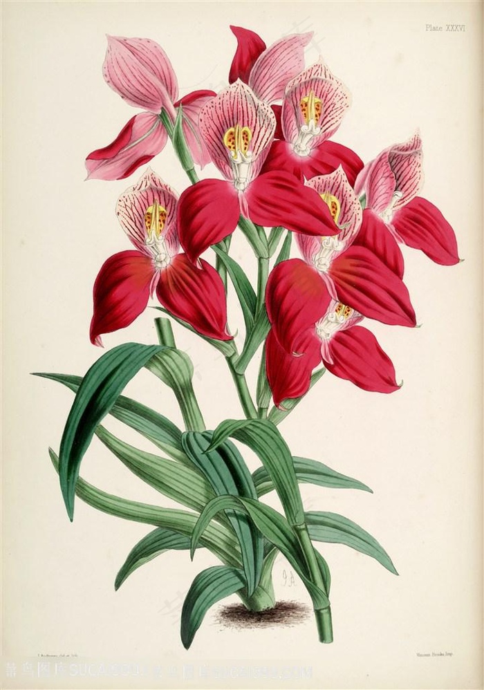 唯美淡雅花卉花束插画