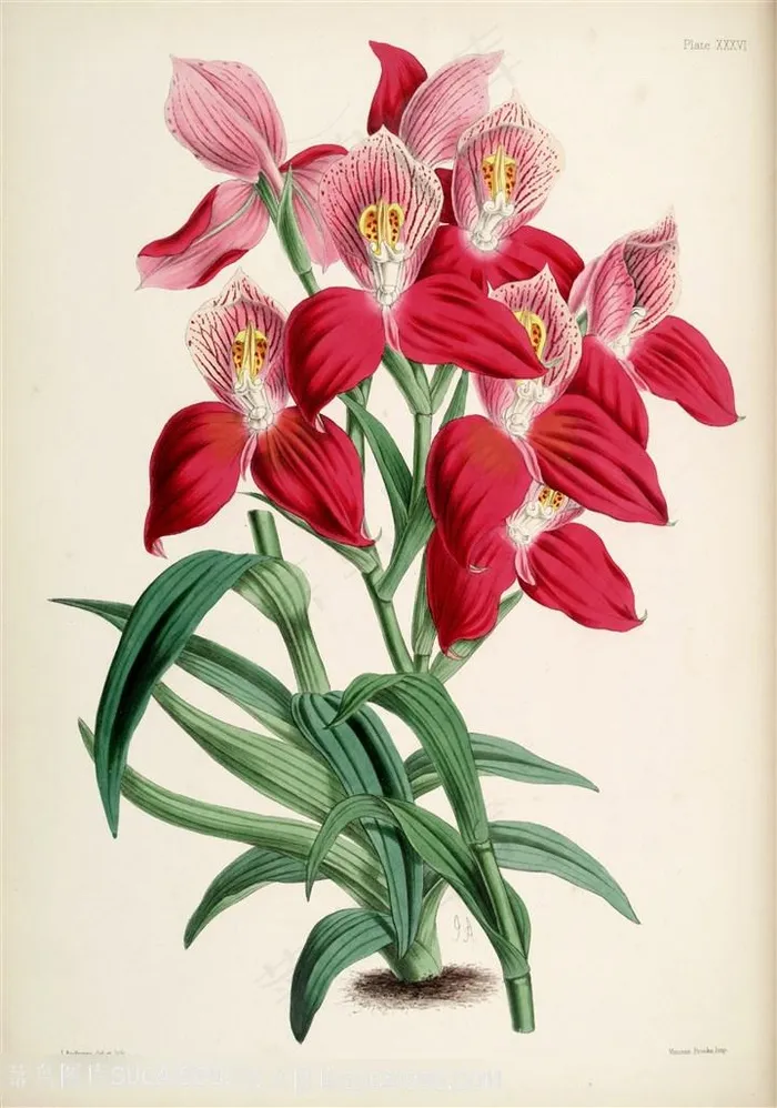 唯美淡雅花卉花束插画