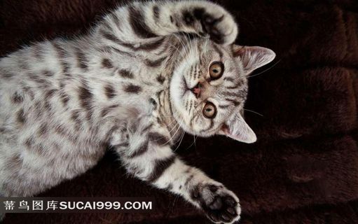 豹纹小猫图片