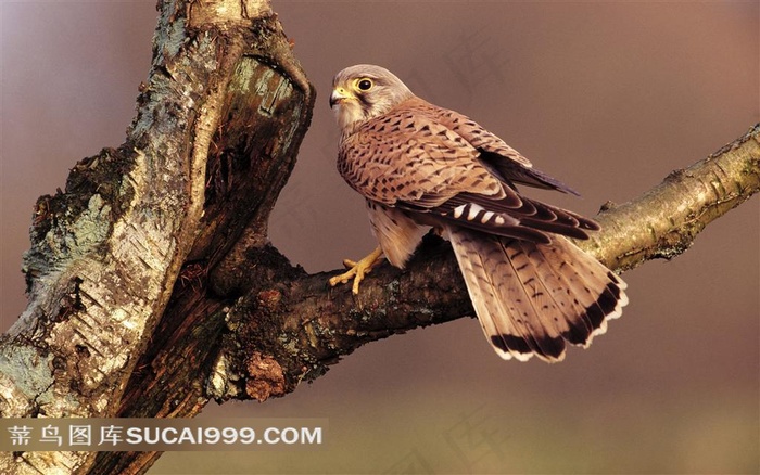 树枝上的精美雄鹰素材