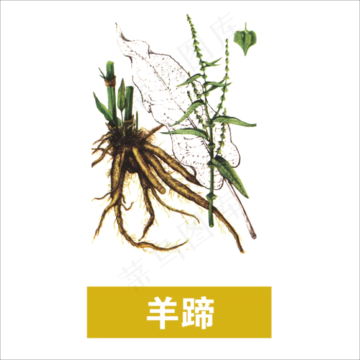 手绘草本中药药材羊蹄