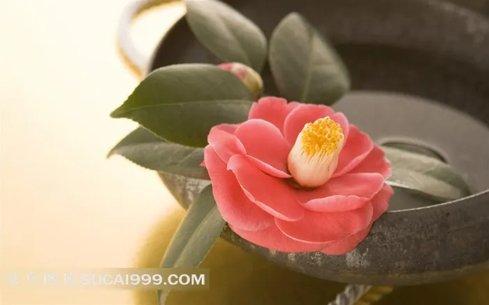 静物鲜花家居用品图片