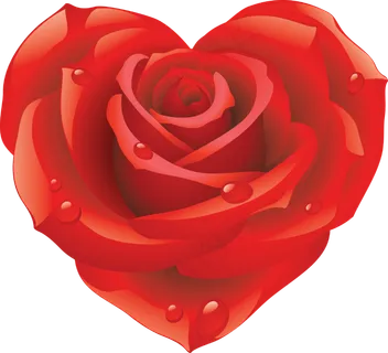 玫瑰 红色 红玫瑰 玫瑰花 花朵 鲜花特写 免抠