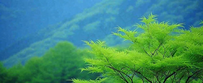 绿色树冠，绿色森林山脉，春天摄影图(1712x704)