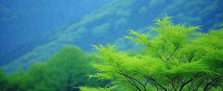 绿色树冠，绿色森林山脉，春天摄影图