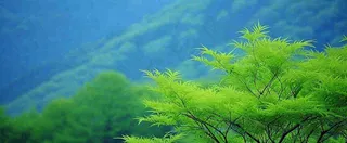 绿色树冠，绿色森林山脉，春天摄影图