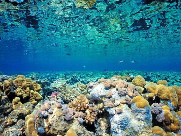 海洋海底珊瑚海水鱼群高清背景