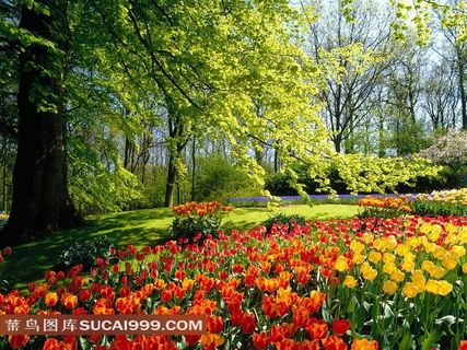 大树下鲜艳的郁金香鲜花
