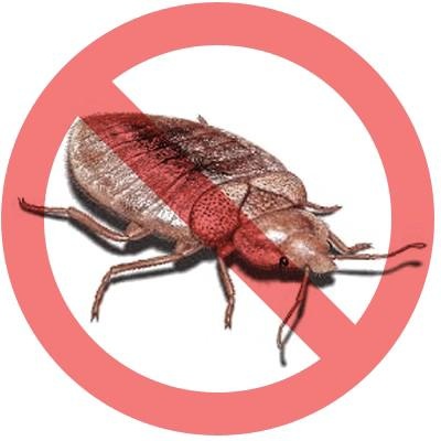 臭虫 PNG免抠(400x400)