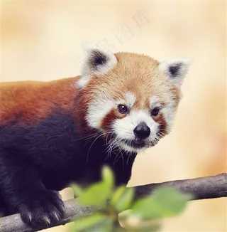 可爱红熊猫图片