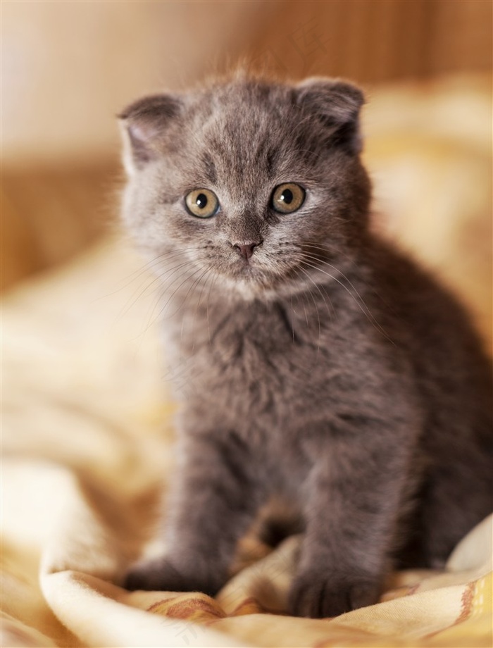 可爱的灰色猫咪高清图片