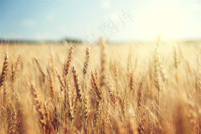 小麦图片素材