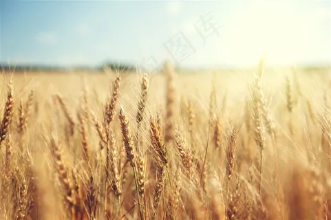 小麦图片素材