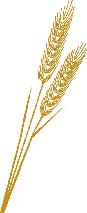 小麦矢量  植物