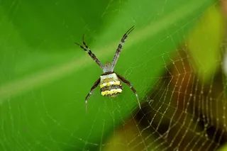 大蜘蛛织网图片