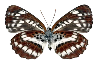 蝴蝶 彩蝶 花蝴蝶 动物 昆虫 免抠